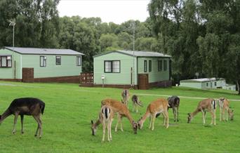 Silver Trees Holiday Park is surrounded by deer