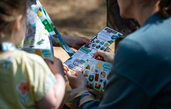 Visitors look at the map and activity pack on The Stick Man Trail at Cannock Chase Forest