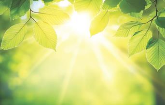 Sun breaks through the leaves of a tree