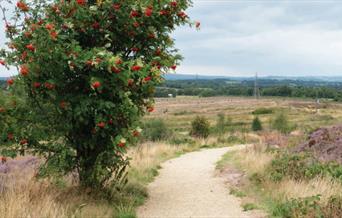 purple heather in bloom and mountain ash tree on Wetley Moor Common