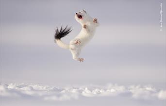 Snowy scene with white animal leaping into the air