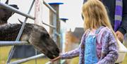 Meeting friendly animals is all part of the fun
