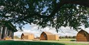 A group of wooden cabins at Saxon Meadow site