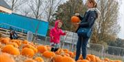 Pumpkin Patch