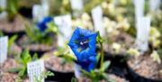 Blue Flower