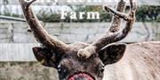 Reindeer on Oakleys Farm