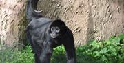 Prowling Spider monkeys
