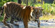 Sumatran Tiger in Water