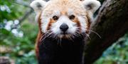 Red Panda at the 15 acre zoo Drayton Manor Resort, Staffordshire
