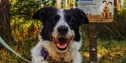A dog sitting in front of a sign featuring Gromit from Wallace & Gromit