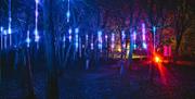 Explore the National Memorial Arboretum during the Winter illumination festival.