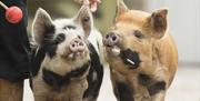 feeding the pigs - Potter and Oatcake