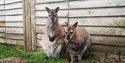 Wallabies waiting by the wall