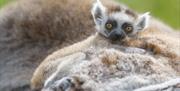 Baby Lemur up close