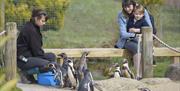 hungrey penguins