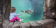 Watching the penguins fly underwater