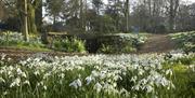 Snow Drop Walk