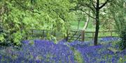 Bluebell Walk through the trees