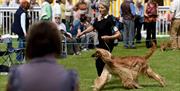 Dogs show competitor
