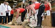 Shearers with Sheep