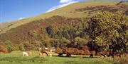 Swainsley Farm nestling in the Mainfold Valley