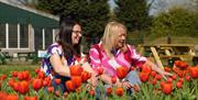 Immerse yourself in the beauty of nature at Tulips at the Farm