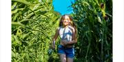 Will YOU get lost in the Maize Maze this summer?