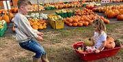Pumpkin fun