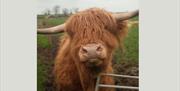 Fluffy Highland cow up close in a muddy farm field.