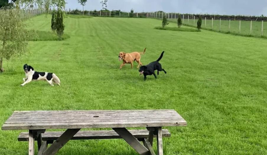 Ruddy Paws Ruddy Paws