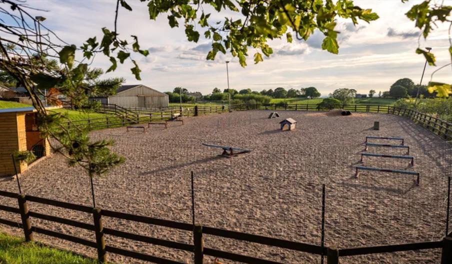 The Dog Play Park The Dog Play Park